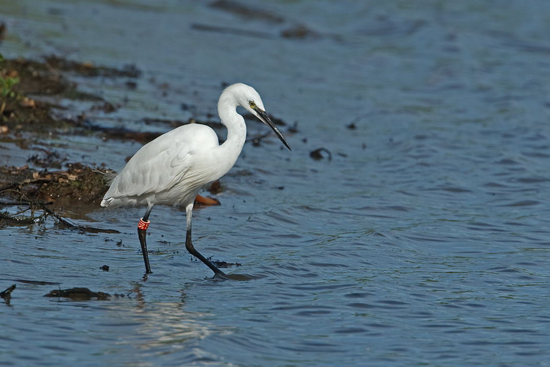 Greta garzetta Kleine Zilverreiger Little Egret